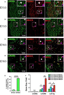 Lin28 regulates thymic growth and involution and correlates with MHCII expression in thymic epithelial cells